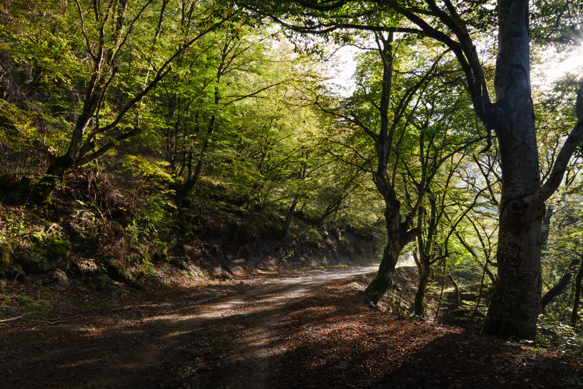 Algeti National park 01