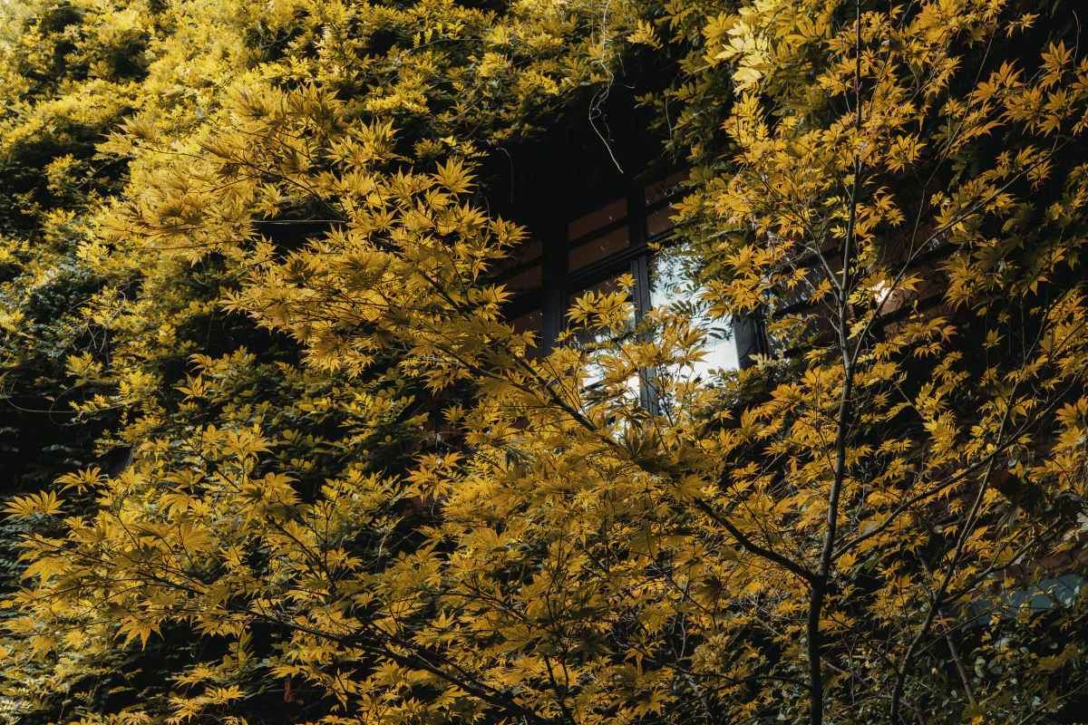 Autumn colors