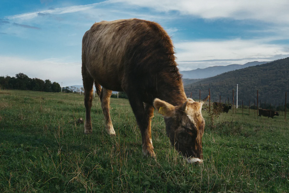 Animals