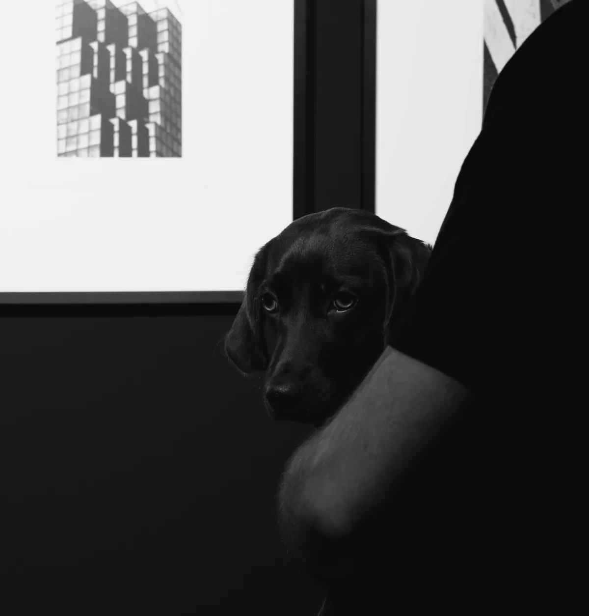Animals — photo by Nikita Mikaev