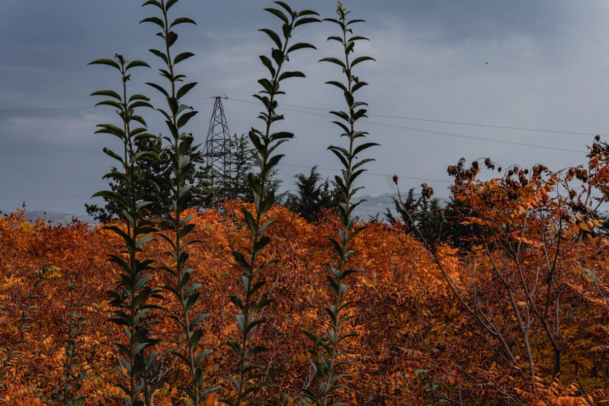 Landscape/Nature — photo by Nikita Mikaev
