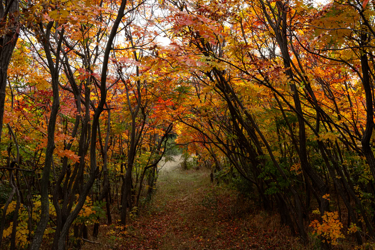 Landscape/Nature — photo by Nikita Mikaev