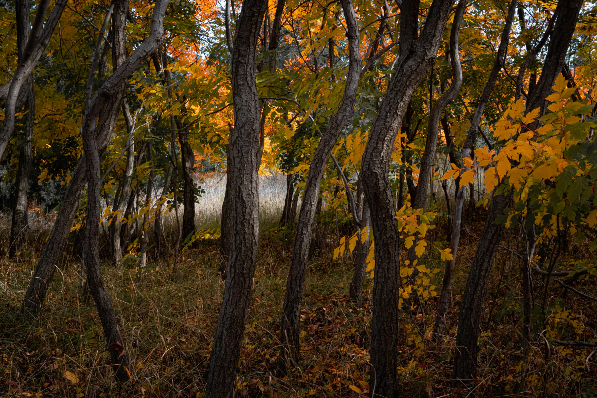 Landscape/Nature — photo by Nikita Mikaev