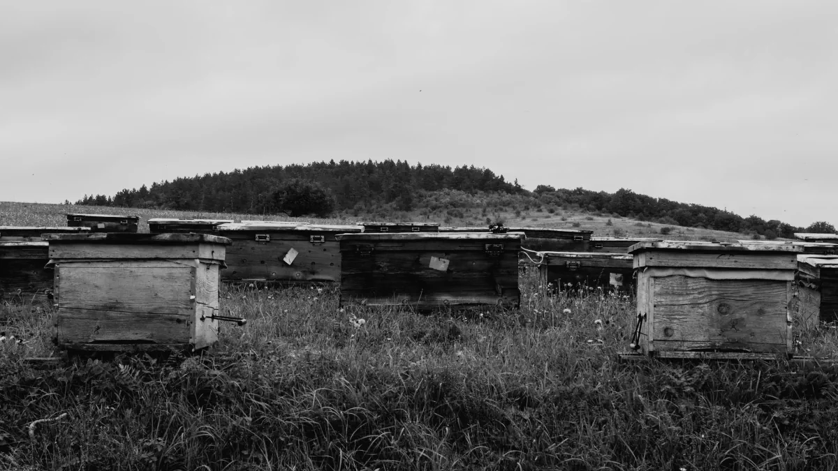 Hives