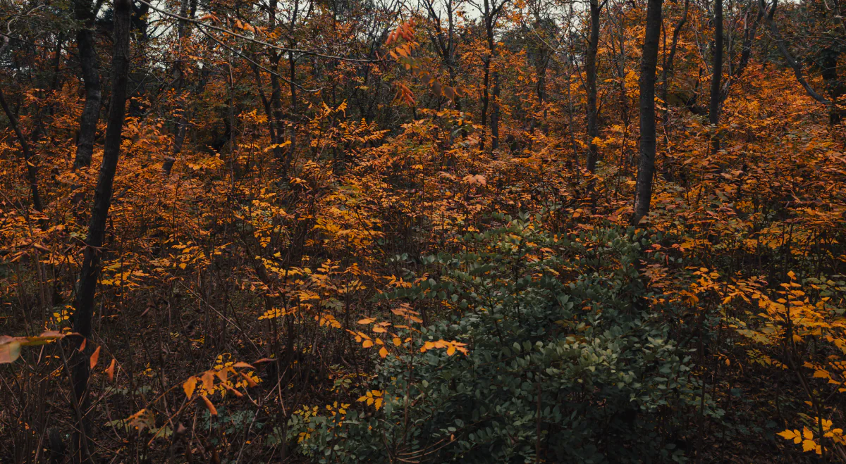 Landscape/Nature — photo by Nikita Mikaev