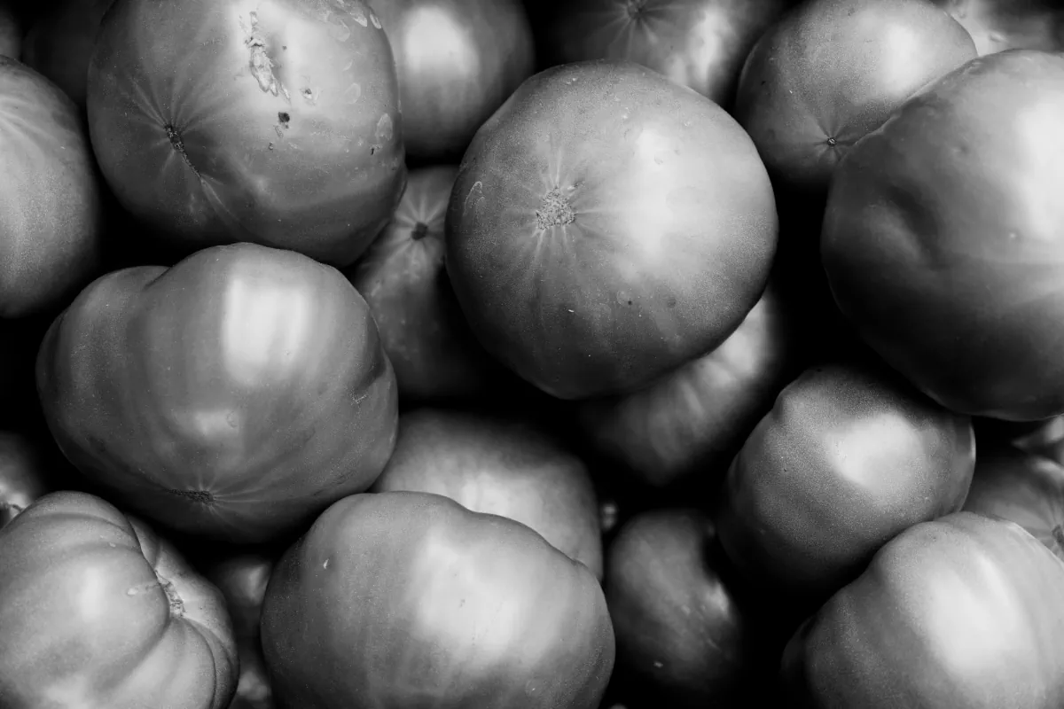 Tomatoes 01