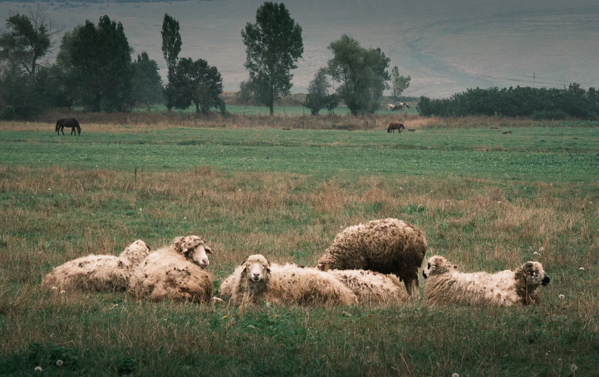 Zura sheeps 01
