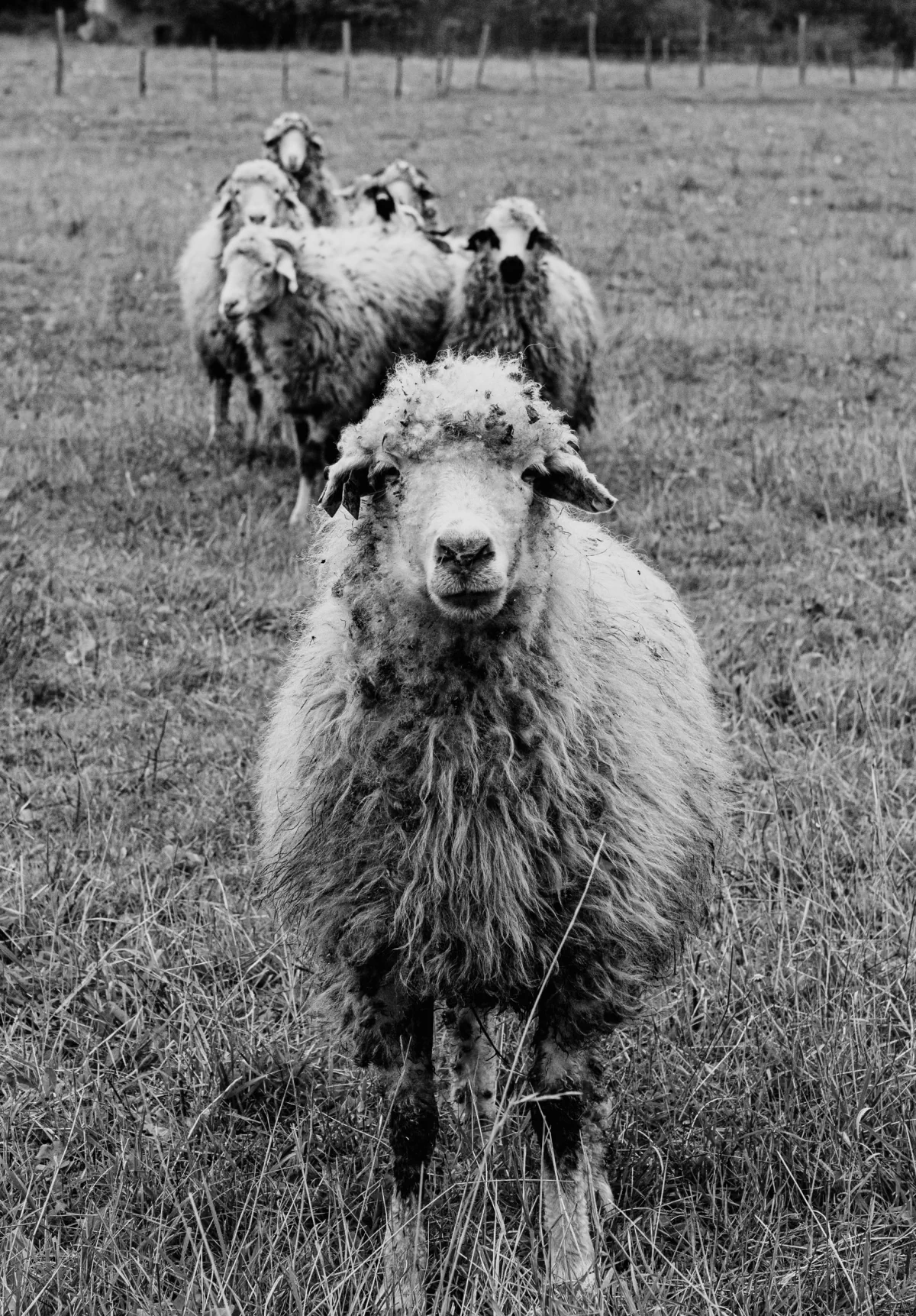 Zura sheeps 03