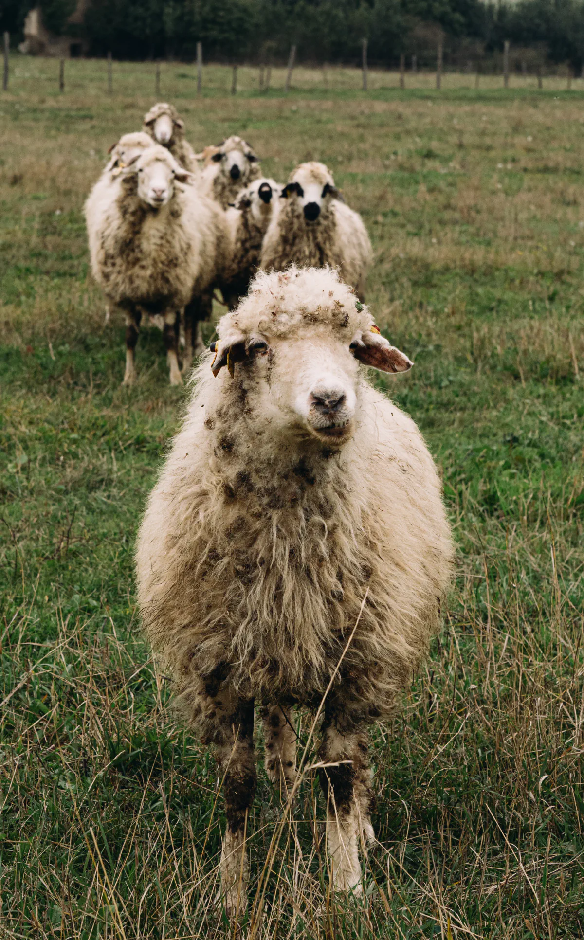 Zura sheeps 04