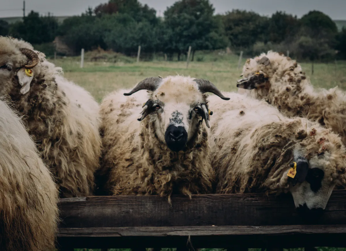Zura sheeps 05