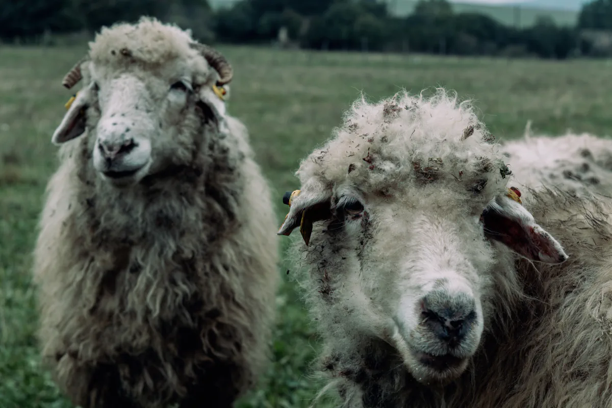 Zura sheeps 07